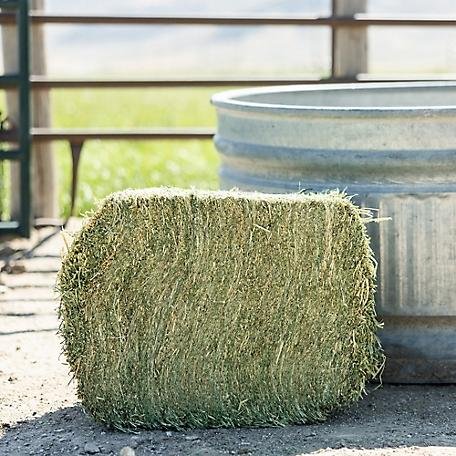 Orchard Grass Hay